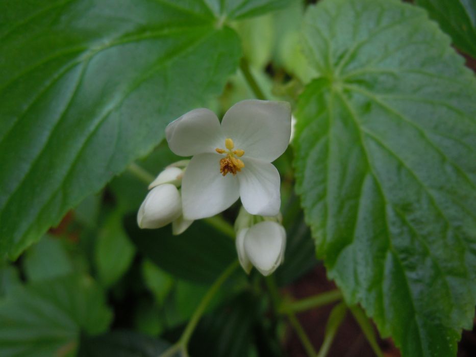 Begonia annobonensis