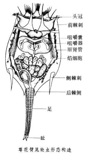 輪蟲形態構造