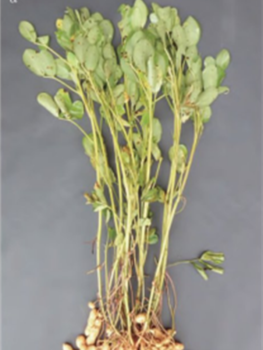 桂花黑1號 桂花黑1號
