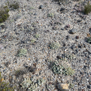 Gibbaeum hartmannianum