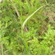 緣毛鵝觀草 緣毛鵝觀草