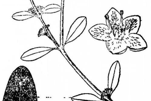 針晶粟草科(吉粟草科) 針晶粟草科(吉粟草科)