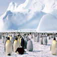 南極動物