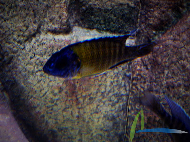 藍黎明孔雀魚