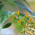 奪命草 奪命草