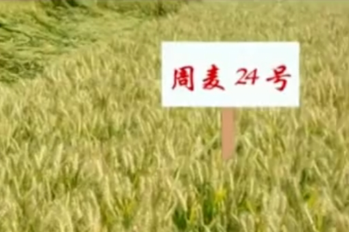 周麥24 周麥24