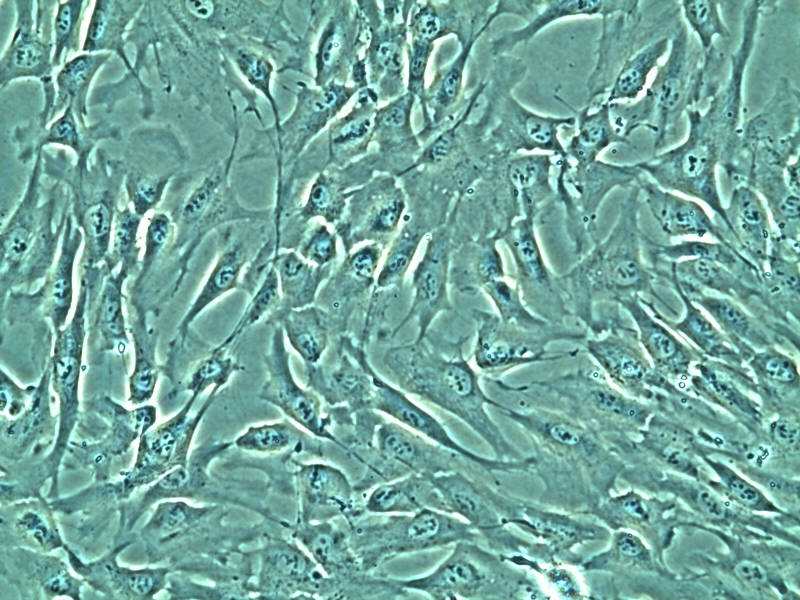 細胞皮質