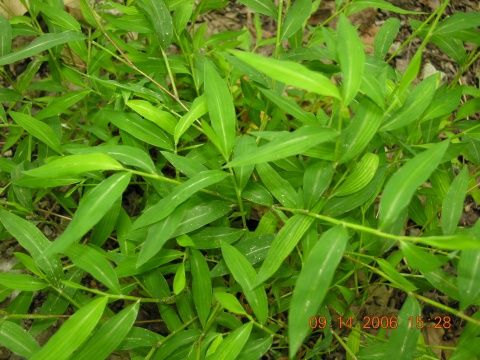 二芒莠竹 二芒莠竹