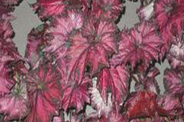 Begonia rex-cultorum Begonia rex-cultorum