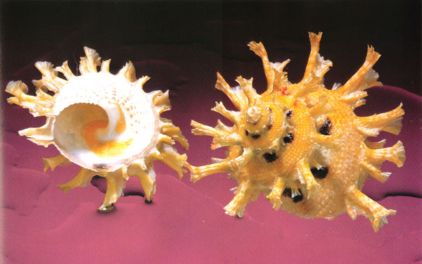 亞龍灣貝殼館-貝殼