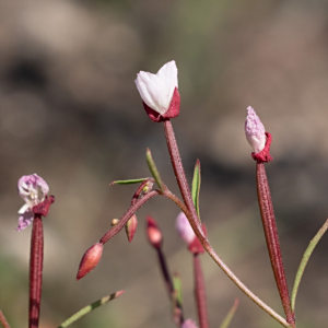 Clarkia epilobioides