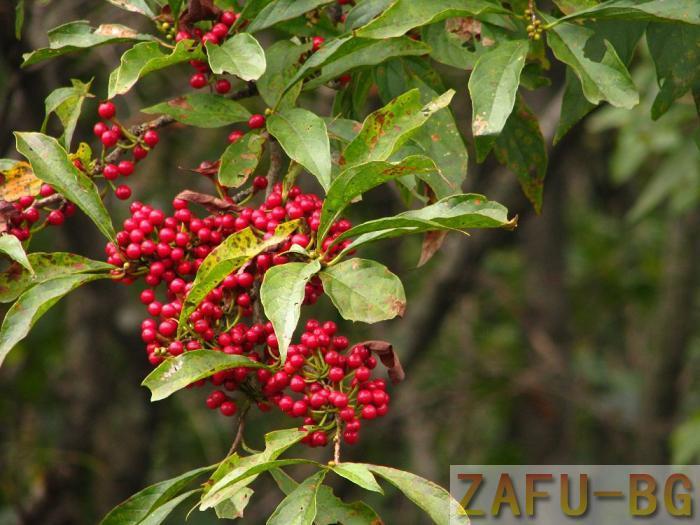 紅果釣樟 紅果釣樟