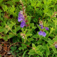 滇黃芩 滇黃芩