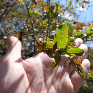 Schinus myrtifolia