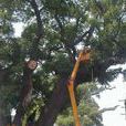 古樟公園 古樟公園