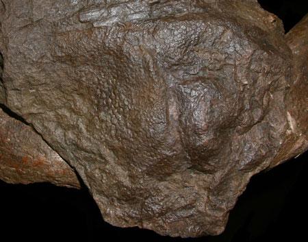 巨棘龍皮膚印痕化石