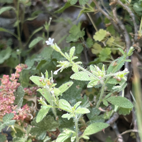 Allophyllum integrifolium