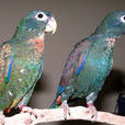 青銅翅鸚鵡(彩虹鳥（鳥類動物）)