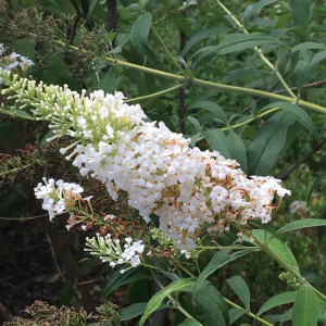 Buddleja davidii Buddleja davidii