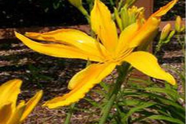 Hemerocallis \x27Almost Paradise\x27
