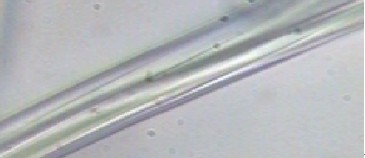 聖麻纖維顯微鏡下縱向形態圖片