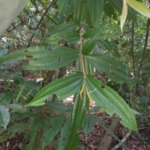 Miconia chrysophylla