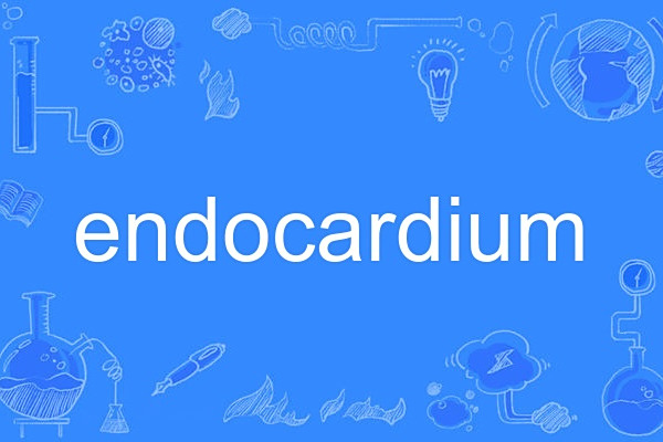endocardium endocardium