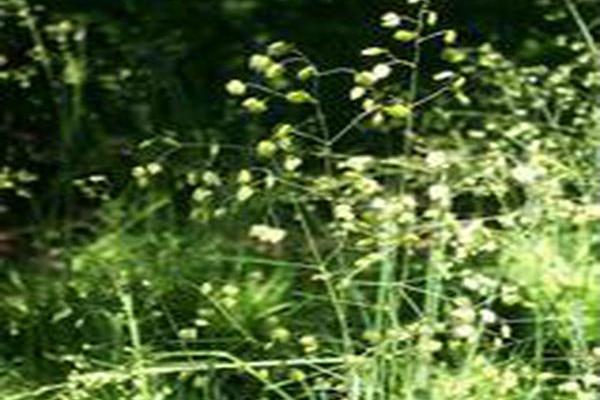 Briza media Briza media