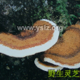 粗皮靈芝 粗皮靈芝