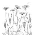 天全紫菀 天全紫菀