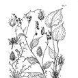 無梗齒緣草 無梗齒緣草