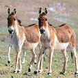 野驢(奇蹄目馬科動物) 野驢(奇蹄目馬科動物)