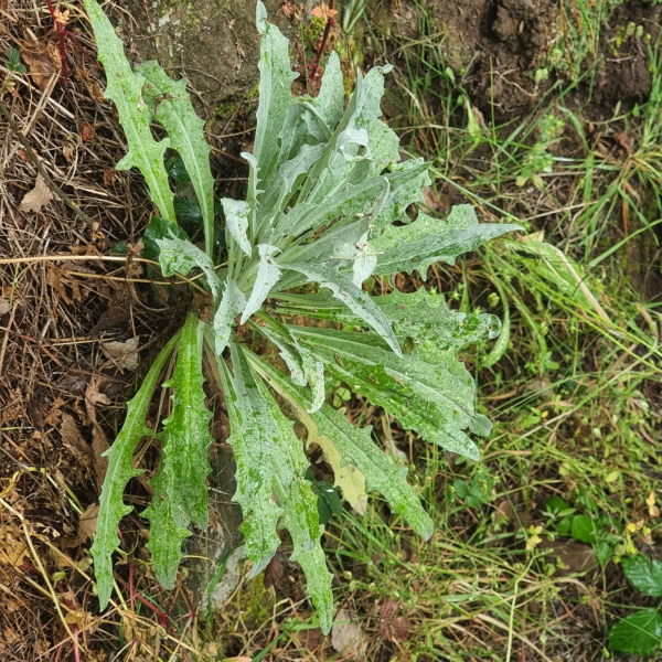 Andryala glandulosa