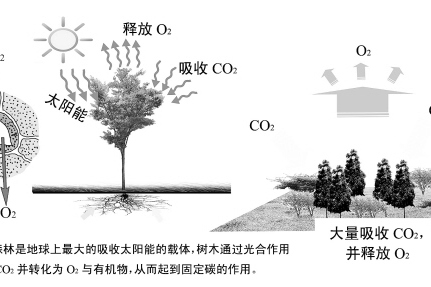 固碳功能