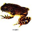 涼北齒蟾 涼北齒蟾