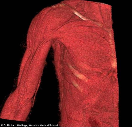 展示解剖學結構的3D動畫的截圖