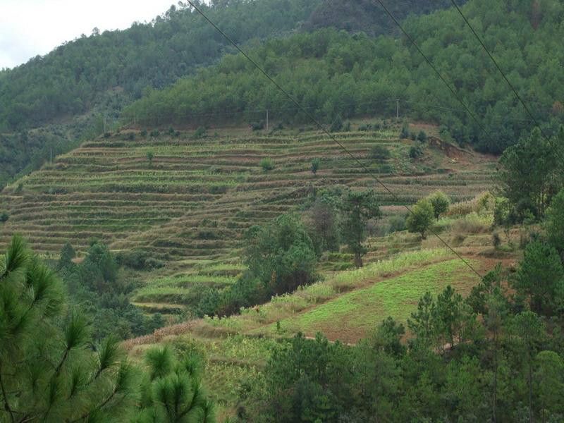 麻栗坪村 麻栗坪村