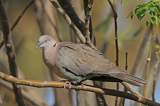 哀斑鳩 哀斑鳩