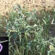 大果琉璃草(大果琉璃草) 大果琉璃草(大果琉璃草)