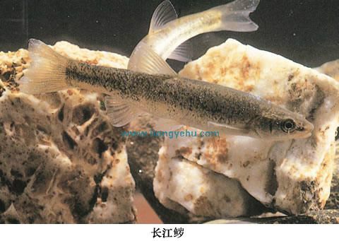長江[魚歲]