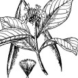 長萼鹿角藤