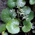 葉枝虎耳草 葉枝虎耳草