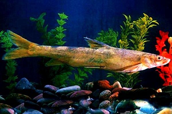 裂吻魚屬 裂吻魚屬