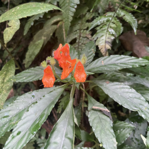 Gasteranthus diverticularis