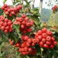山楂(紅果)