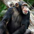 黑猩猩(靈長目人科動物)