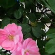 黃鶯(薔薇屬變異品種) 黃鶯(薔薇屬變異品種)