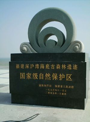 晉江深滬灣海底古森林自然保護區