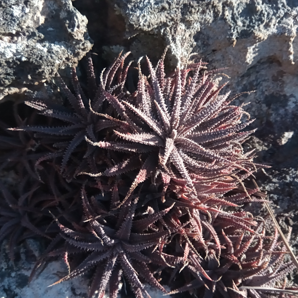 小蘆薈