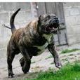 護衛犬 護衛犬